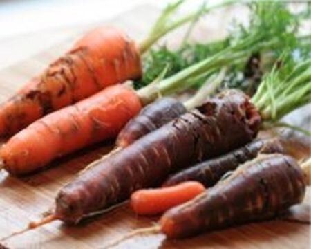 морковная муха-нанесенный вред