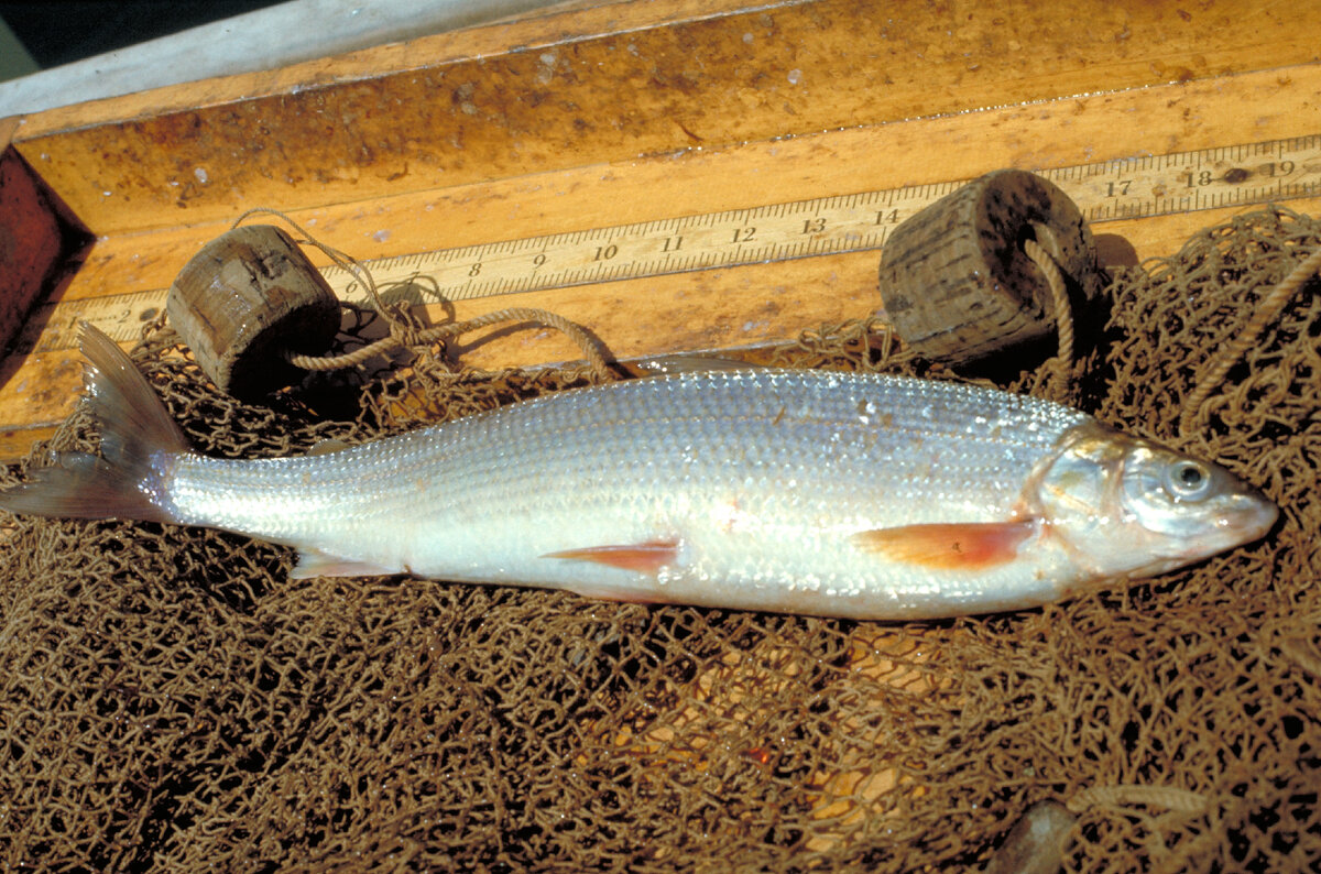 ВАЛЁК ОБЫКНОВЕННЫЙ или КОНЁК