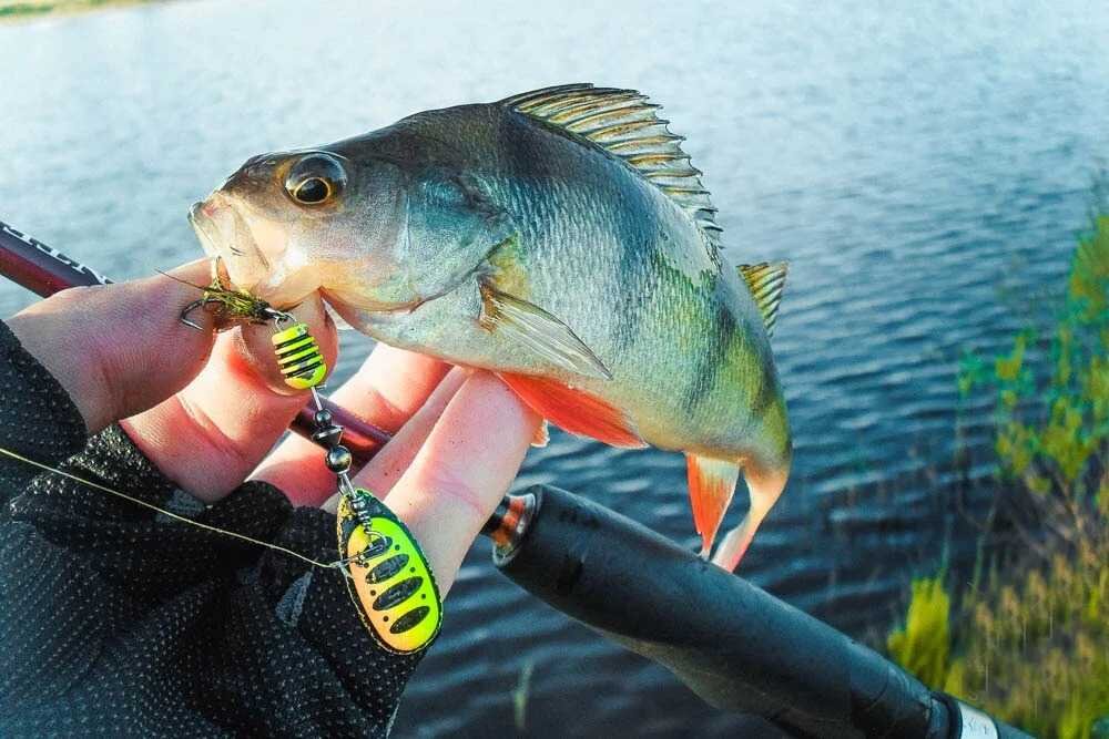 ловля окуня