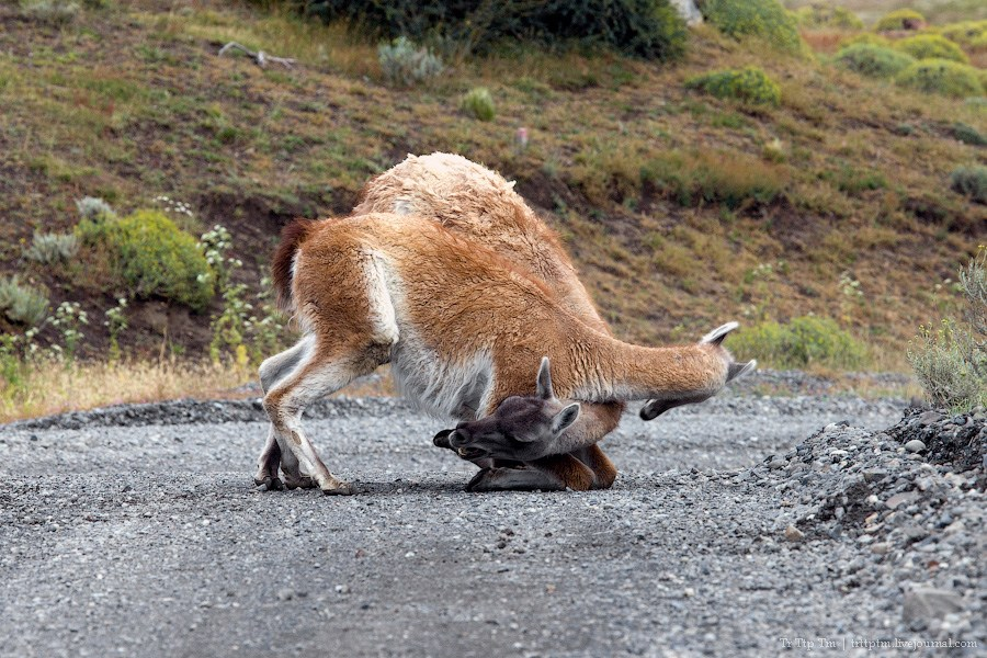 — Леха, у меня спину заклинило, поможешь размять? — У самого защемило так, что встать не могу! 