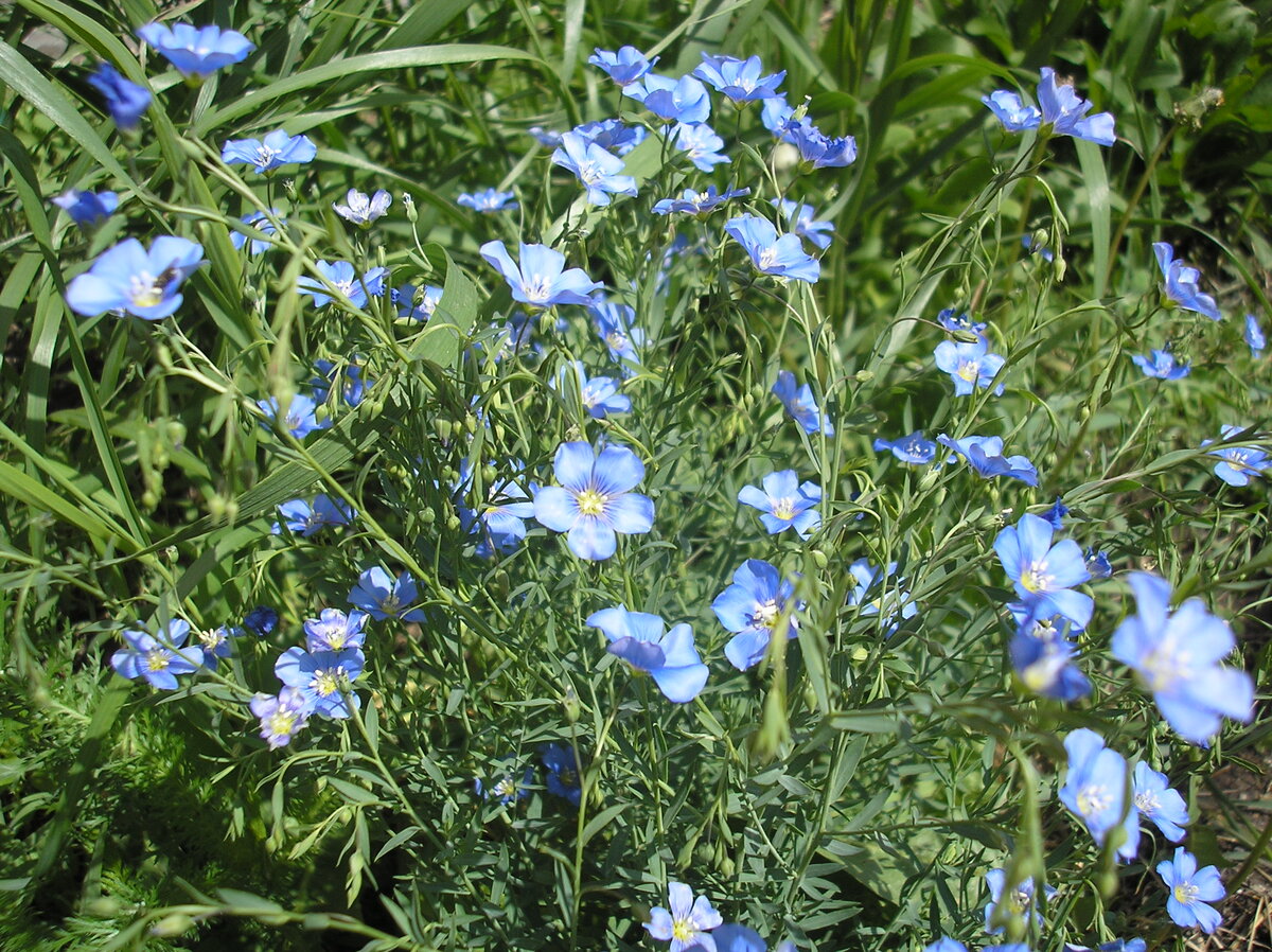 Голубой лён. Посадили в этом году тоже. Прекрасное многолетнее растение. Утром цветет, потом осыпается. И так до осени. Выращивали из семян.