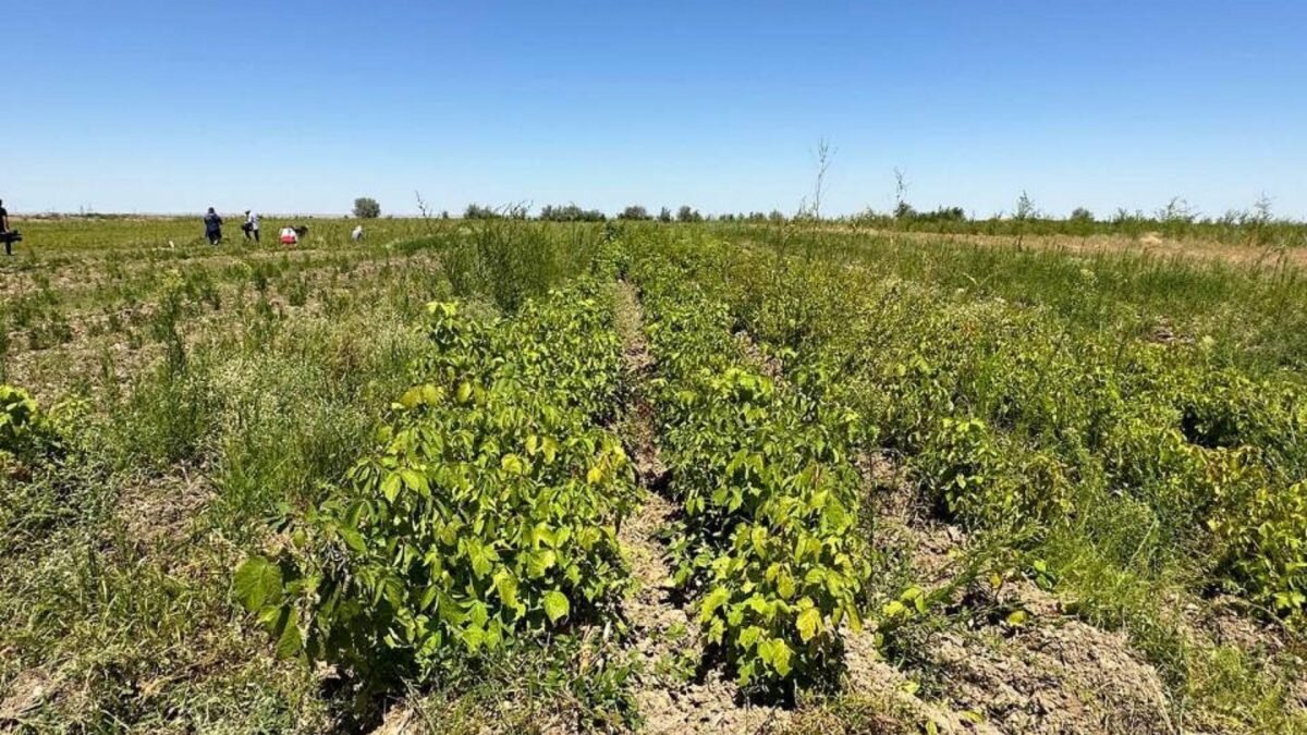    Фото: gov.kz. Анатолий Пак