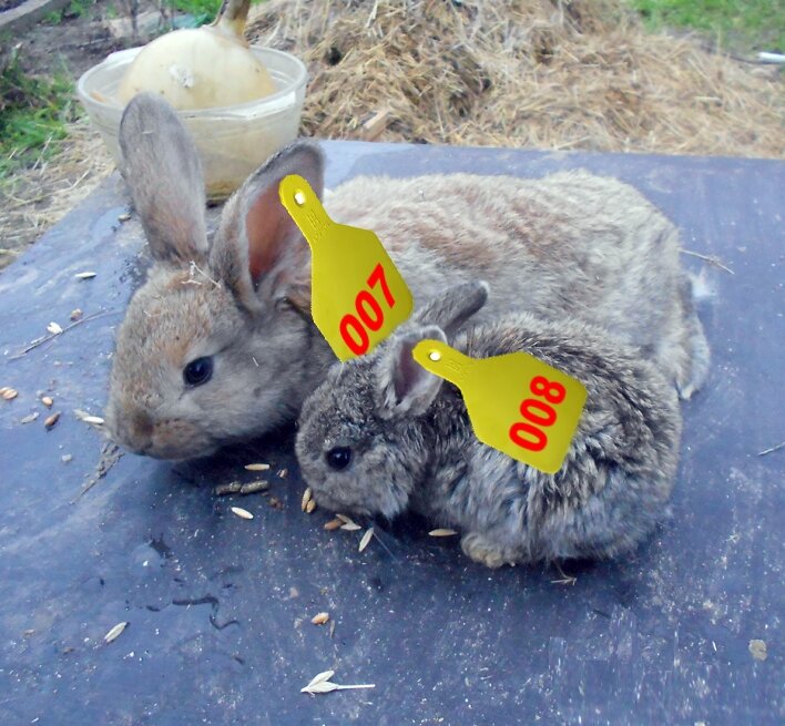 008 - раза в два меньше, чем его сверстник 007