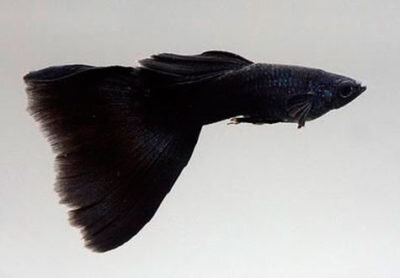 Черный цвет глаз нормальное явление для гуппи с темным окрасом.