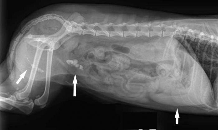 Диета и питание