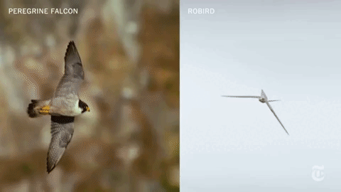 Слева - сапсан, справа - Robird