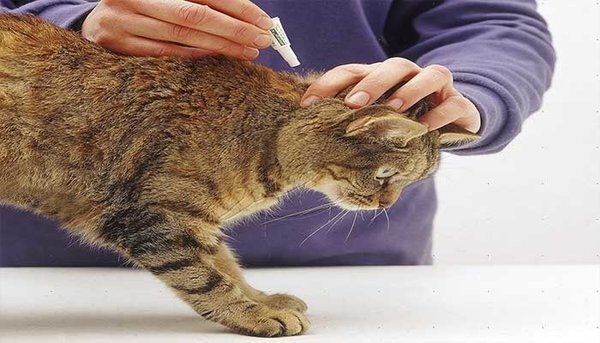 Как вывести блох у кошки, препараты для борьбы с блохами и паразитами