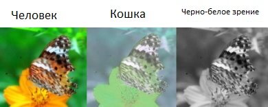  Сравнение видения цветов кошкой и человеком