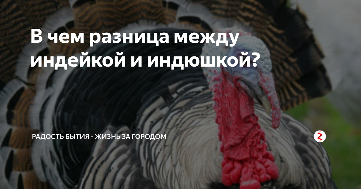 Индюк и индюшка отличия фото и описание