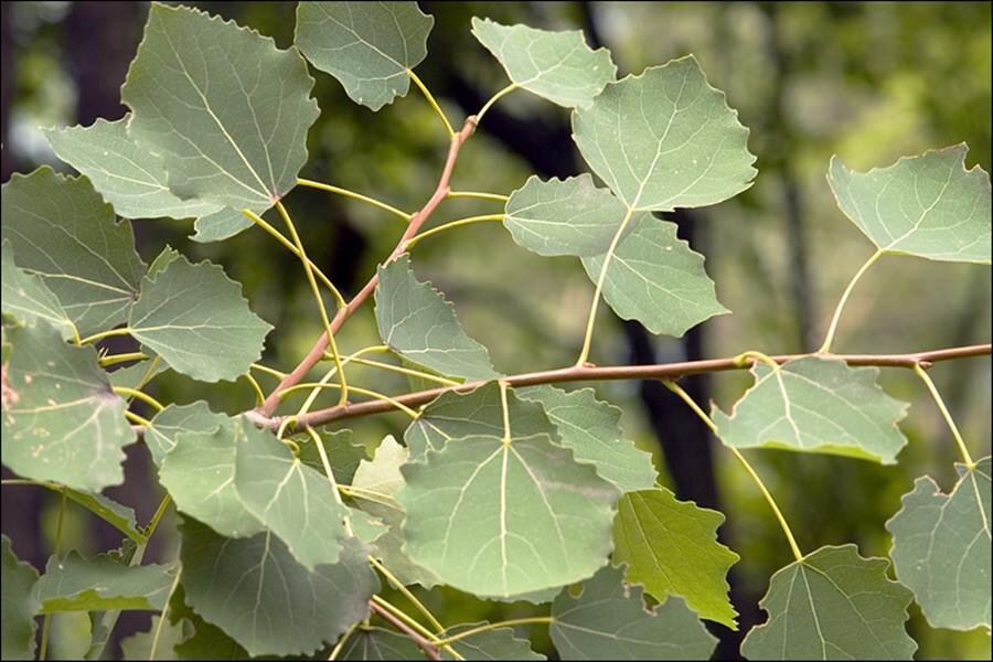 Осина. Осина (Populus tremula). Тополь дрожащий (Populus tremula). Осина обыкновенная (Populus tremula). Тополь дрожащий (осина) – Populus tremula.