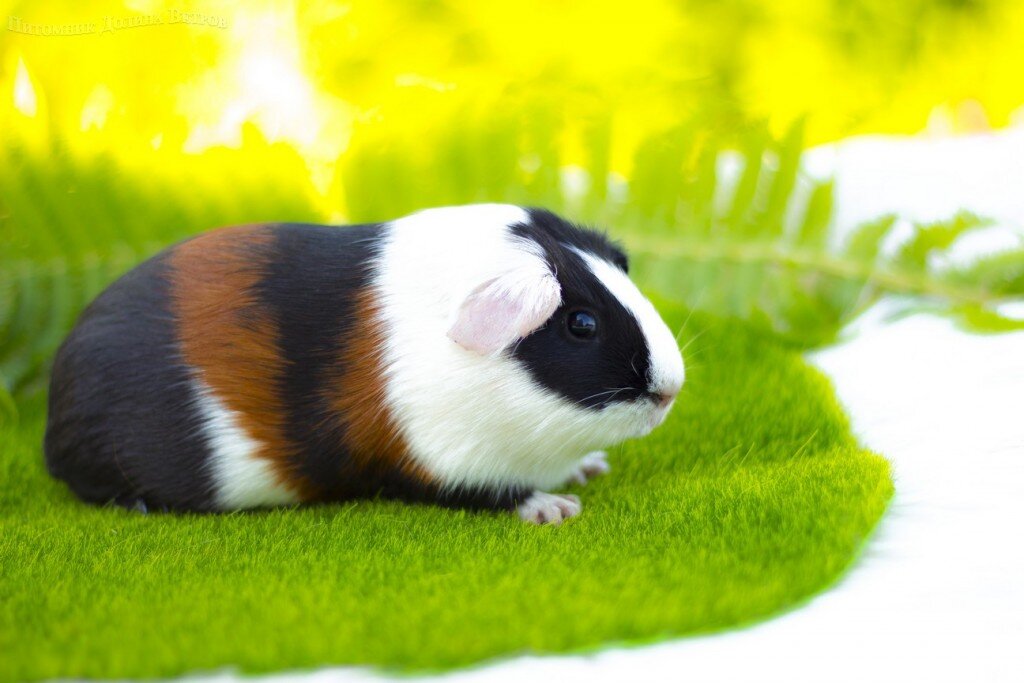 Я друг Василия и зовут меня Микрозайм =))