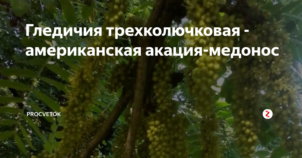 Гледичия трехколючковая - американская акация-медонос | Procvetok | Дзен