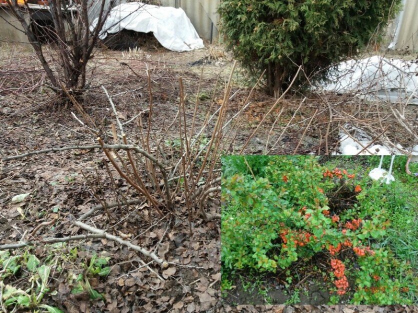 Лапчатка кустарниковая стриженная. Лапчатка кустарниковая обрезка. Лапчатка кустарниковая обрезка. Стрижка лапчатки кустарниковой весной. Осенняя обрезка спиреи японской.