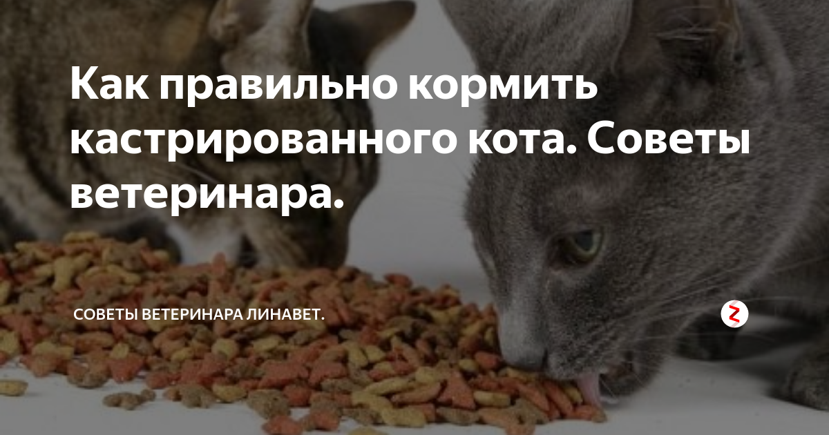 Чем кормить кастрированного кота в домашних условиях. Как правильно кормить кота кастрированного. Правильный корм для кастрированного кота. Правильное питание кастрированного кота. Как лучше кормить кастрированного кота?.
