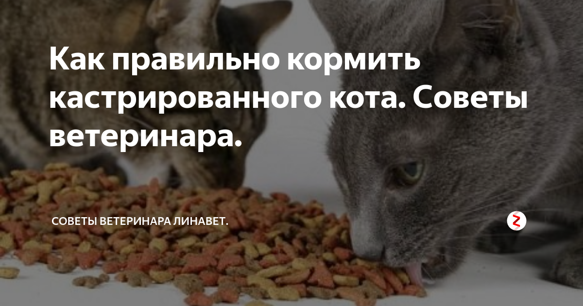 Кота кормила. Как правильно кормить кота кастрированного. Правильный корм для кастрированного кота. Правильное питание кастрированного кота. Корм для кота после кастрации.