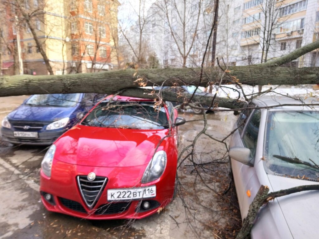 Машины, которые уничтожили падающие деревья | Auto Love | Дзен