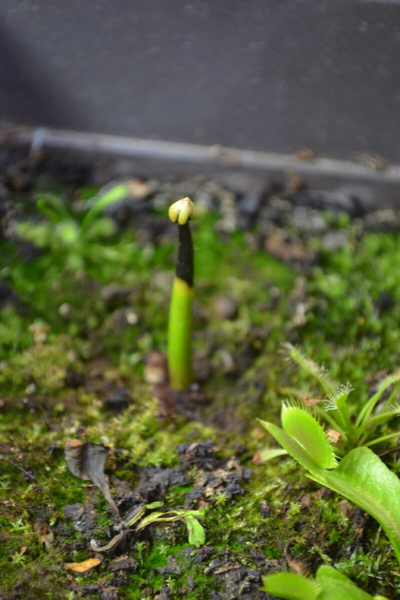 Постепенно он начал чернеть