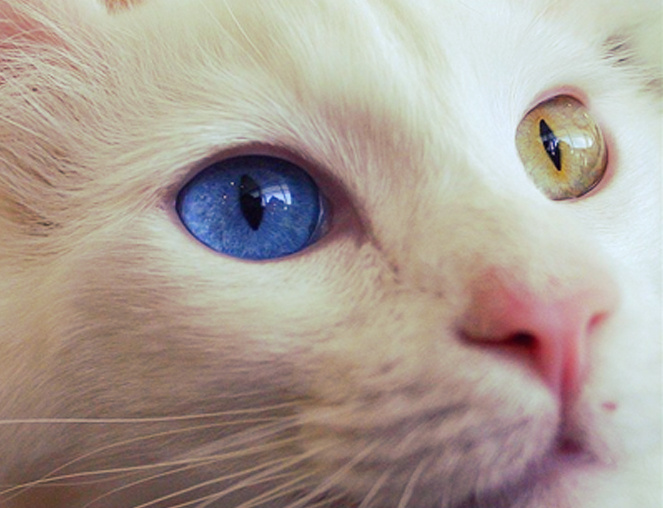  Не сохранилось изображений Муиззы. Здесь показана ее реинкарнация :) 