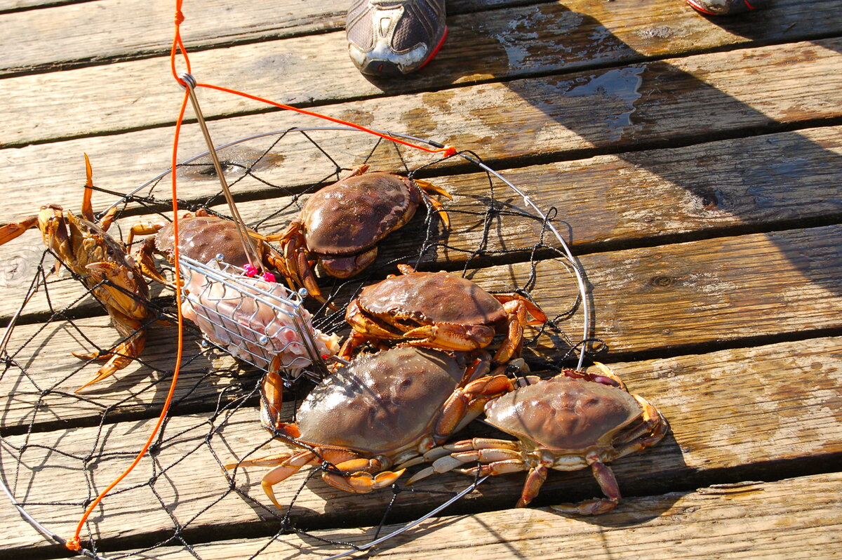 Пример краболовки