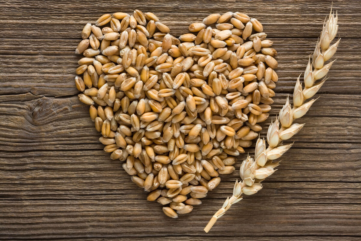 Сорта зерновых и масличных культур. Соккура (соя + кукуруза). Ячмень овес кукуруза. Семена кукурузы, пшеницы, гороха и лука. Пшеница горох.