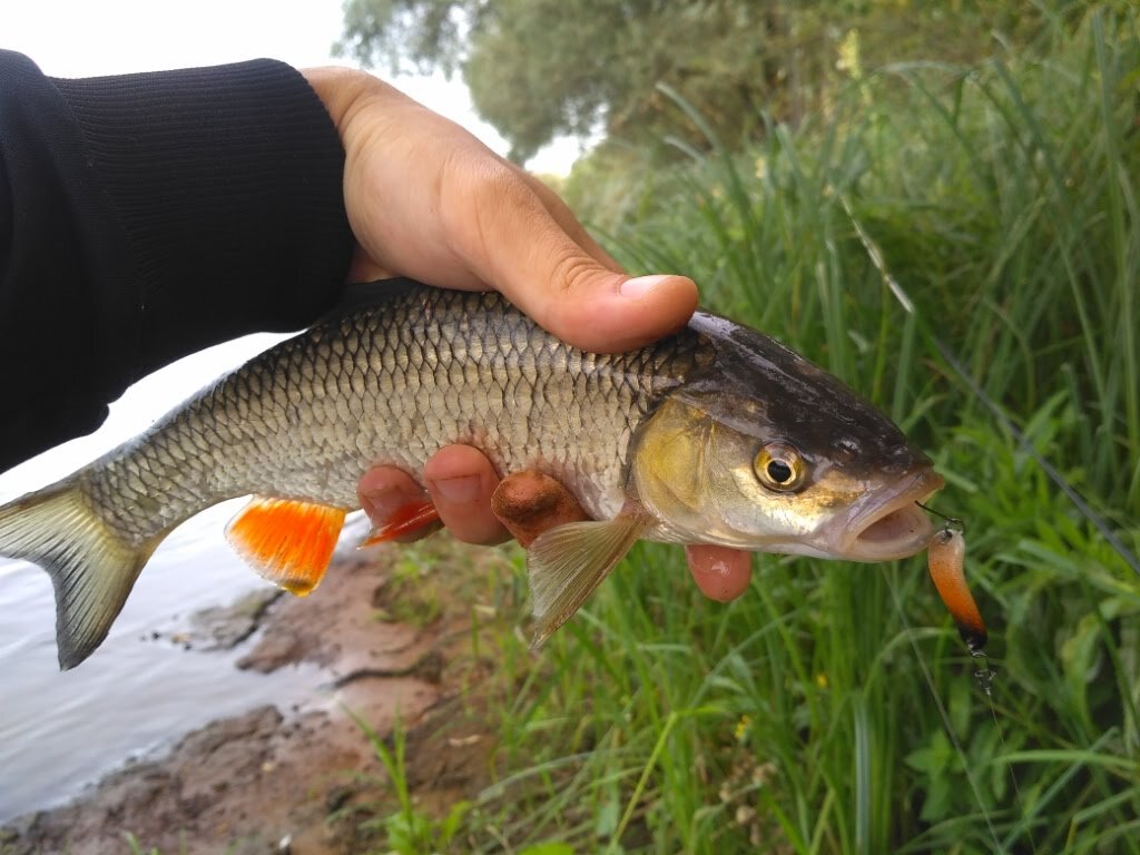 Мушки на голавля