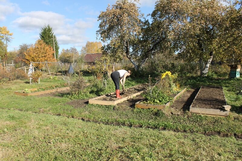 не покладая рук и лопат трудится Радость моя. 