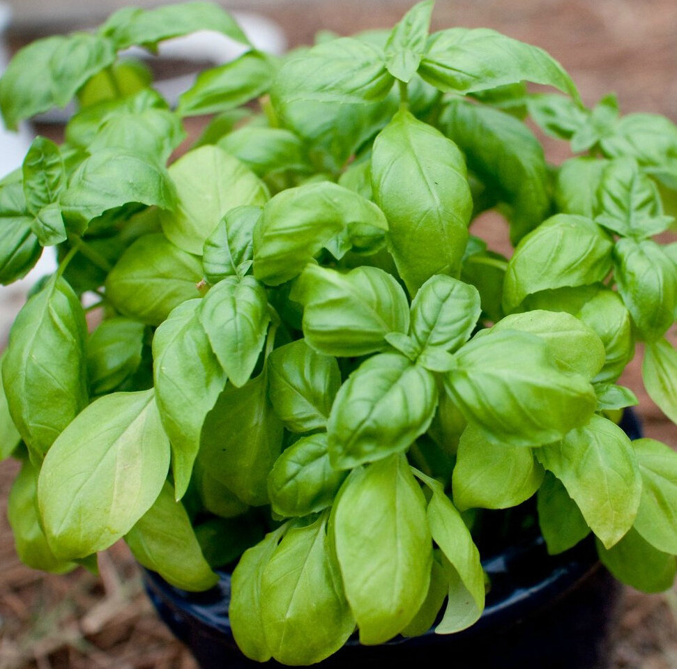 Базилик п. Базилик гвоздичный аромат. Базилик овощной гвоздичный. Зеленый базилик реган. Базилик (реган).