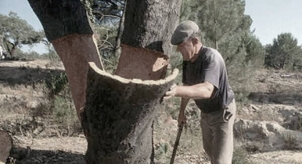 Вырубка лесов  // Фото из свободного доступа в интернете