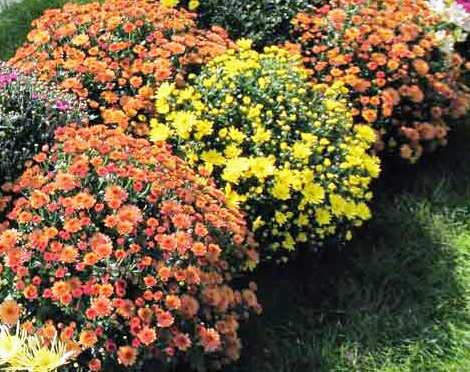 Как пересадить или рассадить хризантемы осенью?