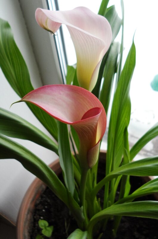 Почему не цветут каллы дома? 5 эффективных советов | выращивание, уход, размножение растений
