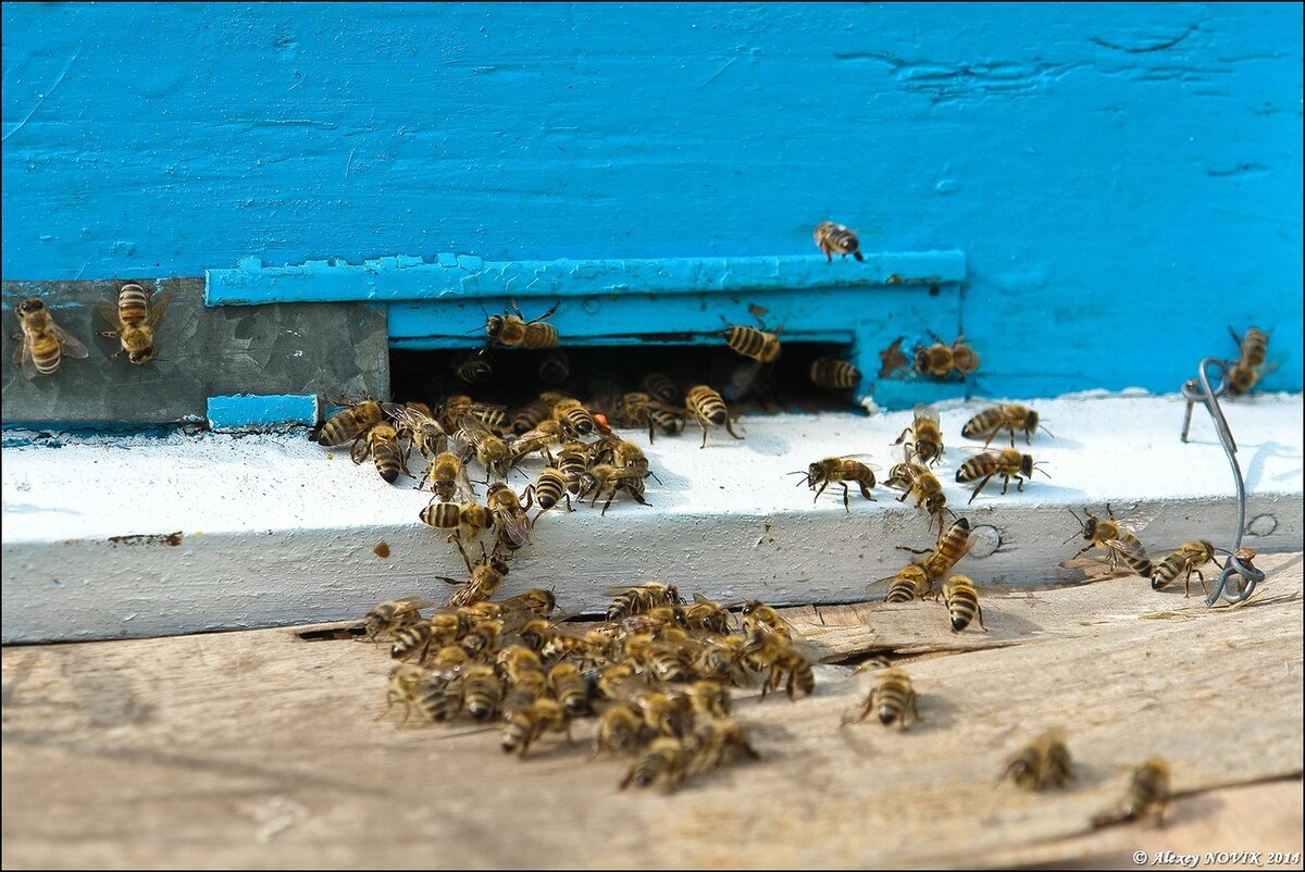 Пчелиная жизнь кипит

