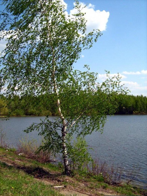  Барово. Берег реки Сухмань. 