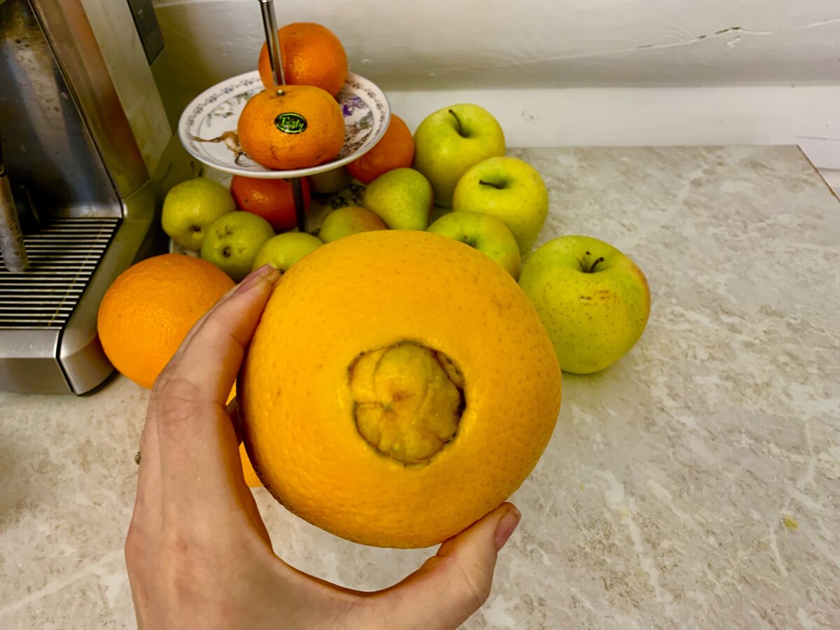 Сколько можно съедать апельсинов в день. Большой апельсин. Гигантский апельсин. Апельсин внутри апельсина. Большие апельсины.
