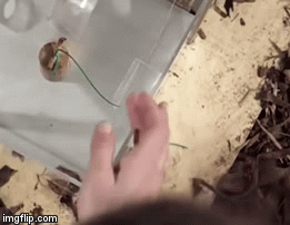 Ворон тоже с легкостью справился