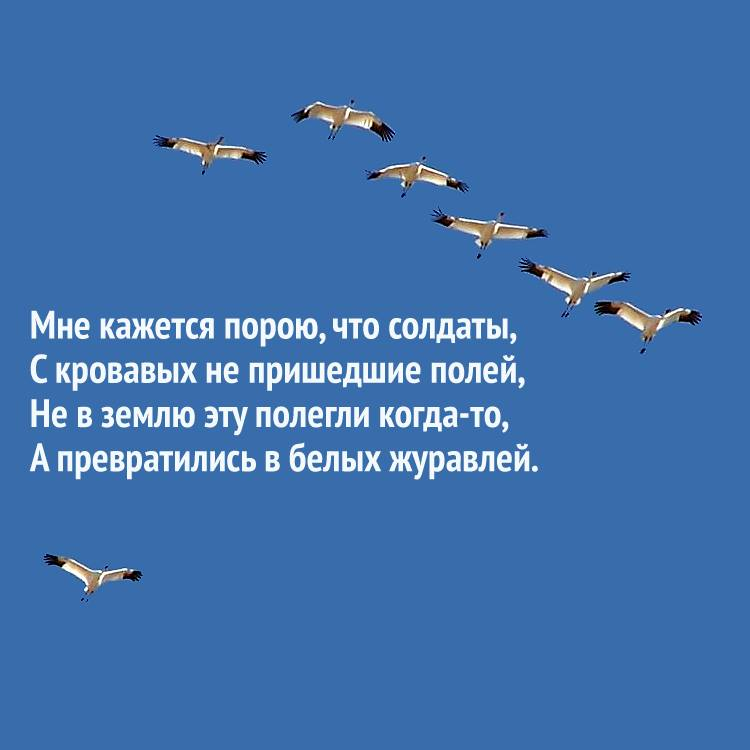 Мне кажется что солдаты. День памяти белых журавлей. День белых журавлей в память о погибших. День памяти Журавли. Белый журавль символ памяти.