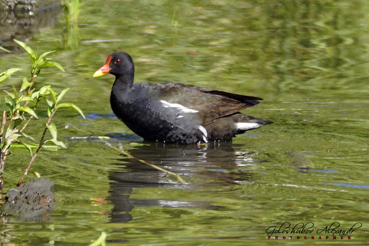 Курочка-камышница 