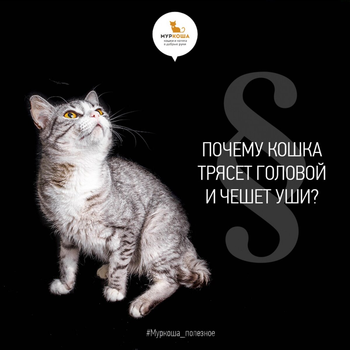 25. 🐈Почему кошка трясет головой и чешет уши? 👂🏻 | Центр помощи кошкам  «Муркоша» | Дзен