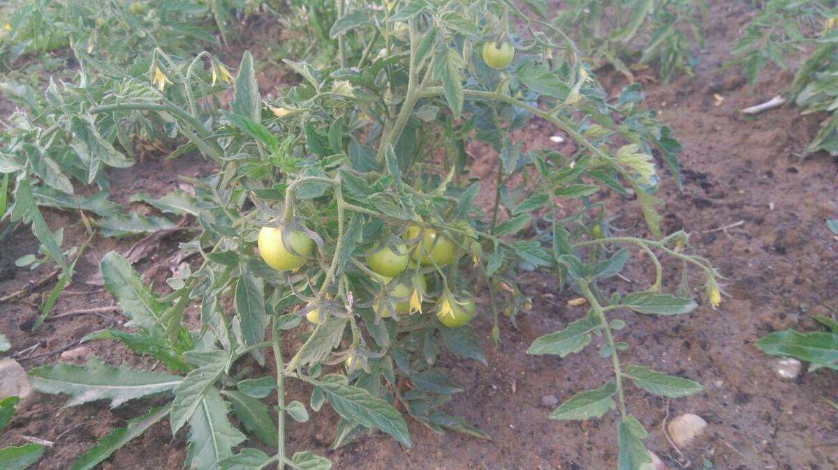 Сорт Северный румянец, дал томаты. Мои первые в жизни собственные помидоры от и до )