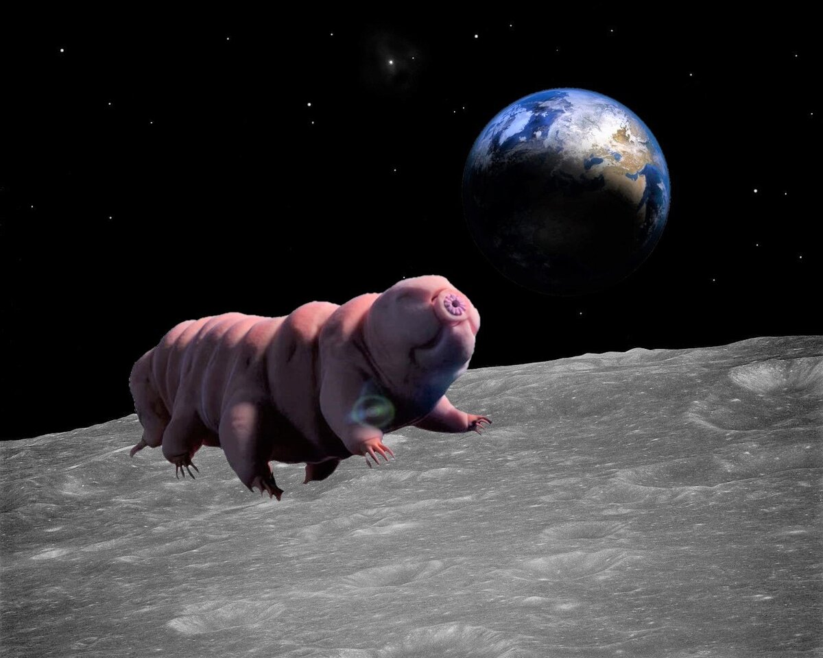 Арт свинья в космосе