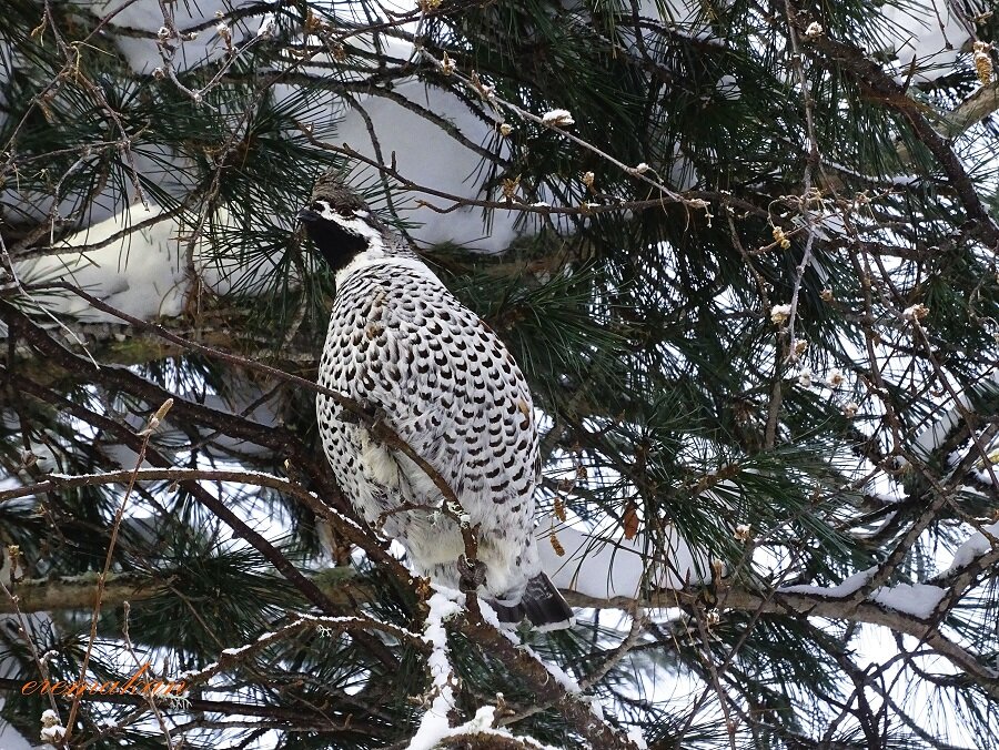 Фото с сайта "Сибирский охотник" https://www.hunting.ru/gallery/view/133915/