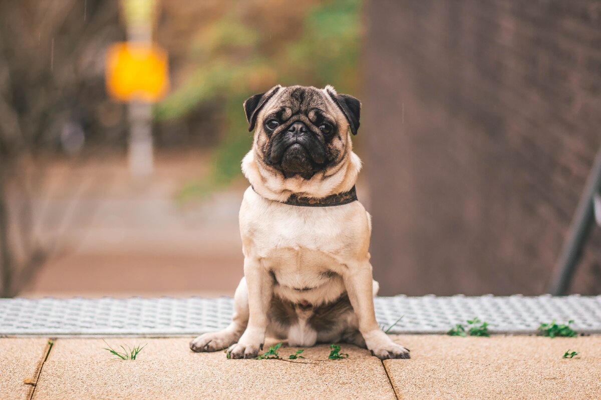 https://www.pexels.com/photo/pawn-pug-sitting-on-beige-floor-1591939/