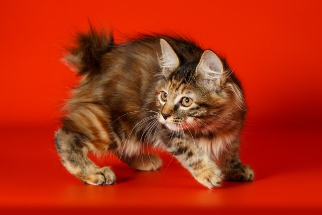 Курильский бобтейл. Фото с сервиса Яндекс.Картинки