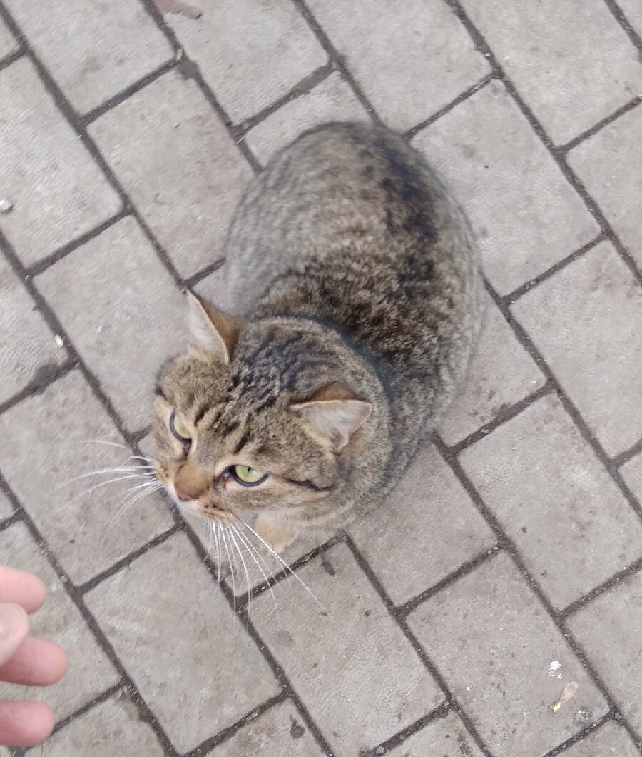 Кот шпрот. Кот шпротного окраса. Шпротная расцветка у кошек. Шпротная кошка. Котята шпротного окраса.