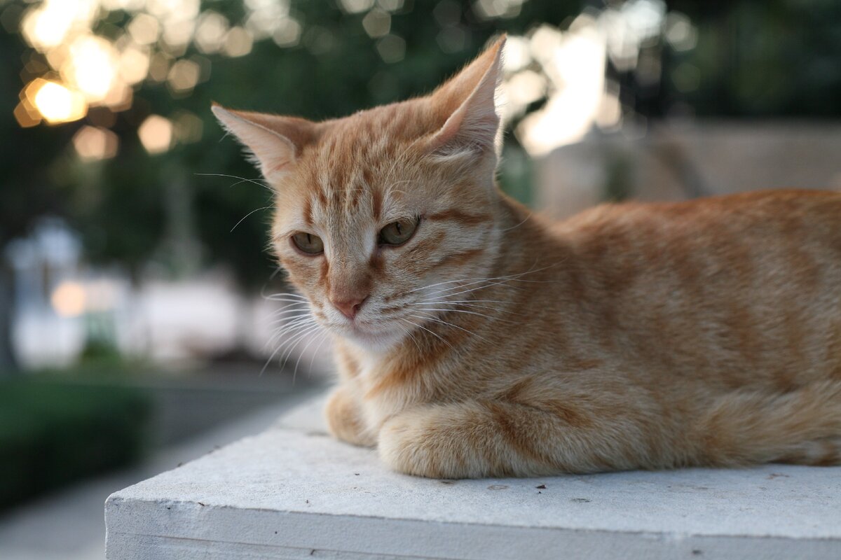 бездомный кот с Кипра