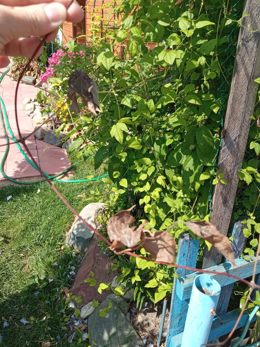 Вот это Вилт-стебель полностью засох