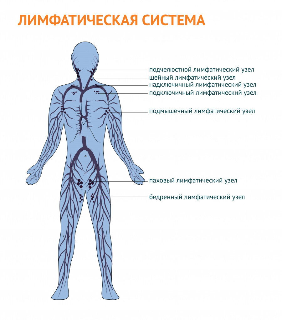 Лимфоузлы в паху расположение схема у взрослых