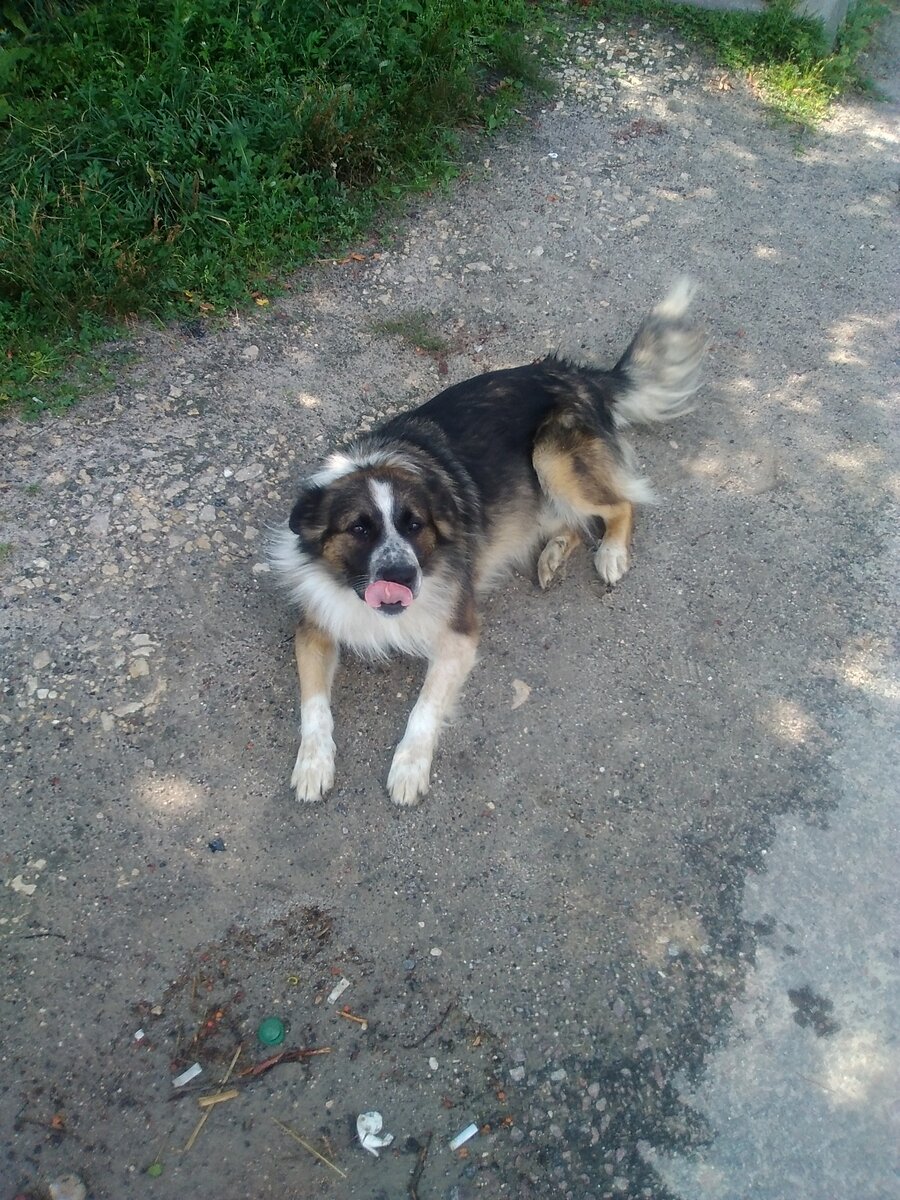 Не бездомный, а бродячий?