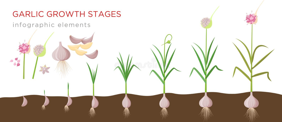 Фазы роста чеснока картинки