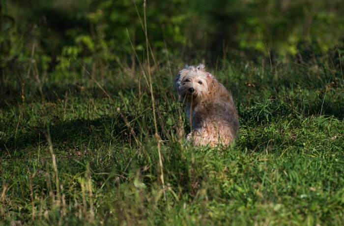 pxhere.com, федеральный закон в данном случае работает не так, как нужно