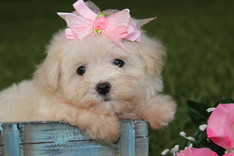 Вы только посмотрите, какая крошка! (Фото https://www.flickr.com/photos/141890969@N05/41733504681/)